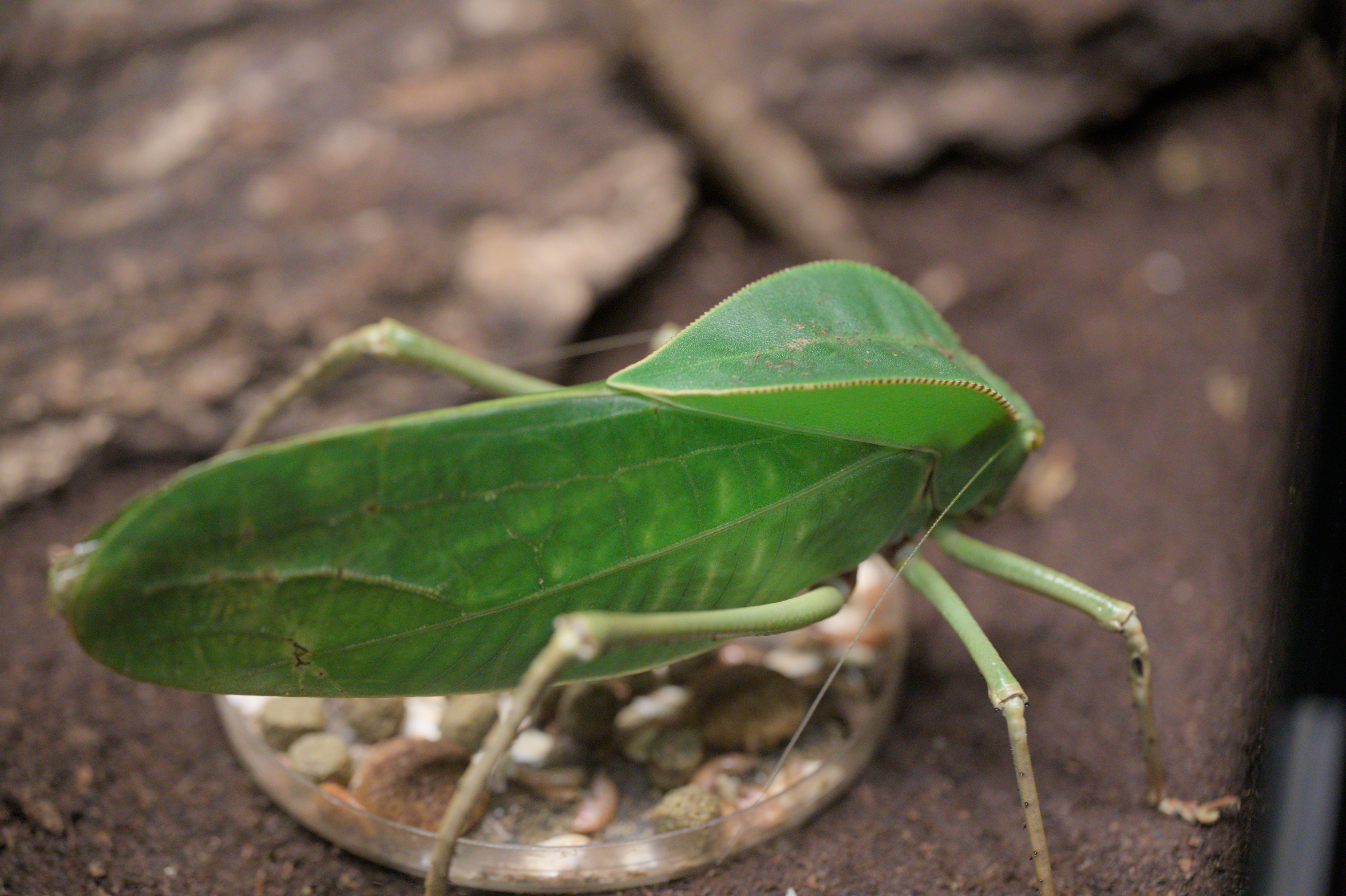 2025/10/12 - zoo/DSC_0215.jpg